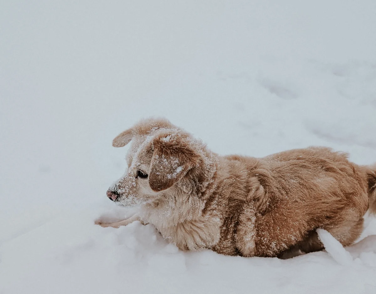 First snow — furry friends photography by Brittany Devine