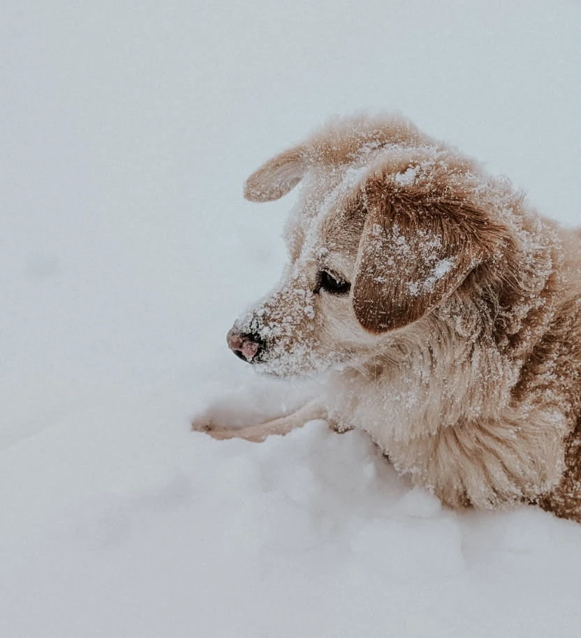 Dog playing in the snow